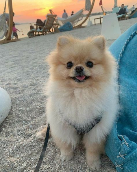 Pomeranian Cute Puppy, Pomarine Dog, Preppy Pomeranian, Cute Puppies Pomeranian, Blonde Pomeranian, Pomeranian Aesthetic, Pomeranians Puppy, Poodle Cute, Dogs Pomeranian