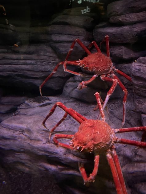 Japanese Spider Crab, Spider Crab, Dracula, Crab