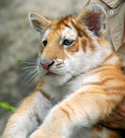 Golden Tiger, oh how I love him. Look at the size of those paws! He's going to be huge~ Tabby Tiger, Golden Tigers, Golden Tiger, Cat Reference, Tiger Cub, A Tiger, Fluffy Animals, Big Cat, Cute Creatures