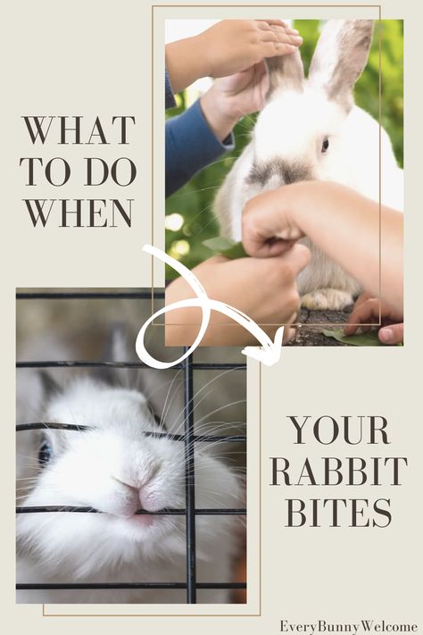 Raising Rabbits For Pets, How To Care For Rabbits, Rabbit Care For Beginners, Roommates Ideas, Rabbit Run Ideas, Rabbit Training, Bunny Care Tips, Rabbit Types, Fiber Animals