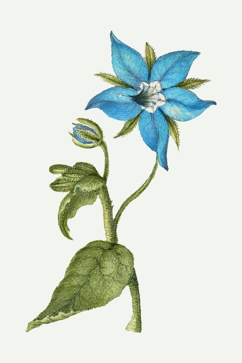 Blooming borage vector flower hand drawn | free image by rawpixel.com / Aom Woraluck Borage Flower Drawing, Borage Drawing, Borage Illustration, Shaman Clothing, Borage Flower, Disney Princess Challenge, Bow Art, Lemon Painting, Reference Board