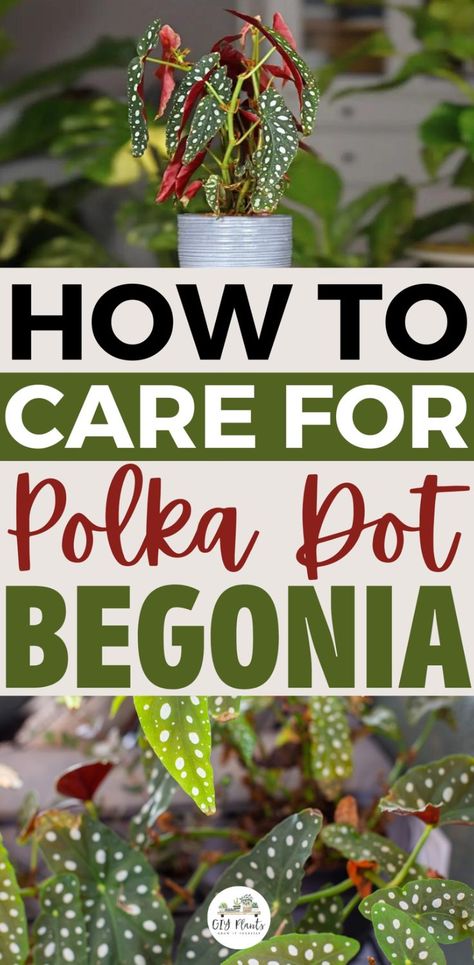 Polka Dot Begonia Care Begonia Care, Polka Dot Begonia, Polka Dot Plant, Begonia Maculata, Lucky Plant, Growing Tips, Keep Alive, Planting Herbs, Plant Decor