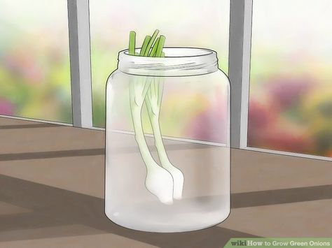 3 Ways to Grow Green Onions Grow Garlic In Water, Growing Garlic From Cloves, Regrow Garlic, Grow Pineapple Plant, Tiny Deck, Grow Green Onions, When To Plant Garlic, Grow Garlic Indoors, Onion Garden