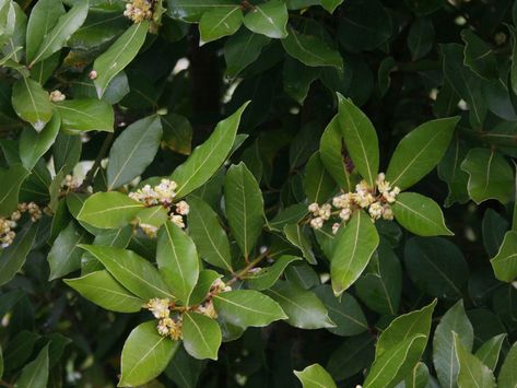 Sweet Bay Tree Care – Tips For Growing A Bay Tree Potted Trees Patio, Bay Leaf Plant, Bay Leaf Tree, Plants That Repel Flies, Laurus Nobilis, Patio Trees, Growing Bulbs, Paradise Plant, Bay Tree