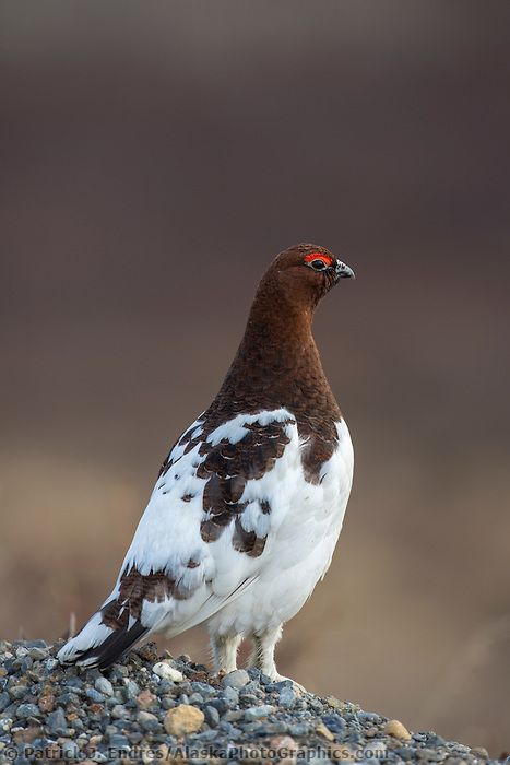 Male willow ptarmigan Willow Ptarmigan, Upland Bird Hunting, Gamebirds, Annapolis Valley, Birds For Sale, Quails, State Birds, Bird Hunting, Game Birds