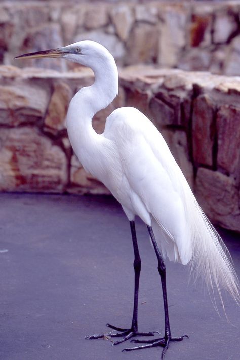 Crane | Crane from Sea World | Matana_and_Jes | Flickr Names Of Birds, Bathroom Mural, Beach Wallpaper Iphone, Snowy Egret, Bird People, Coastal Birds, White Crane, White Egret, Watercolor Subjects