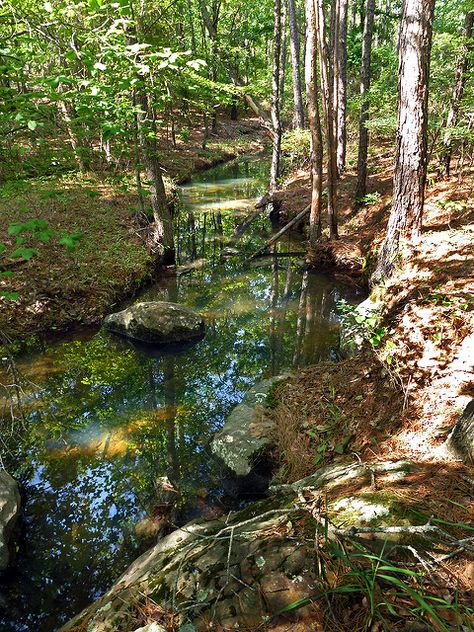 Spring In The Woods, Stream In The Woods, Hiking In The Woods, Walks In The Woods, Long Walk Aesthetic, Summer In The Woods, Living In The Woods Aesthetic, Things To Do In The Woods, Woods Astethic