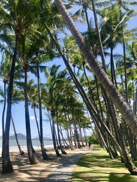 English Moodboard, Beach Aesthetic Australia, Palm Cove Australia, Palm Cove Cairns, Travellers Palm Tree, California Palm Trees Aesthetic, Cape Tribulation, Australia Aesthetic, Manifest 2024