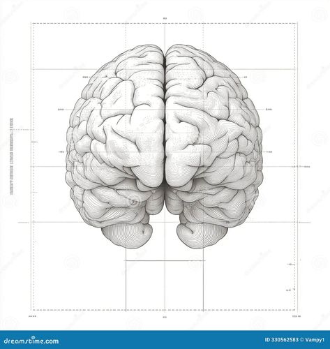 Study of the brain. Front view. Drawing on a sheet of paper. Parts of the brain. Ai generative Brain Front View, Front View Drawing, Brain Artwork, Science Drawing, Parts Of The Brain, About Study, Brain Drawing, View Drawing, Brain Tattoo