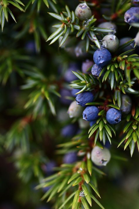 Winter Berry Aesthetic, Midwinter Aesthetic, Juniper Art, Witchcraft Runes, Juniper Color, Real Witchcraft, December Moodboard, Berries Photography, Berries Wallpaper