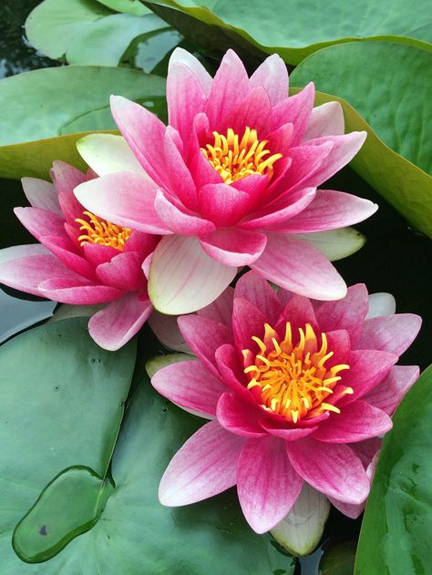 Water lilies Nymphaea Lotus, Lotus Flower Painting, Water Lilies Painting, Săpunuri Handmade, Lotus Flower Pictures, Lily Wallpaper, Lily Lotus, The Secret Garden, Lotus Flowers