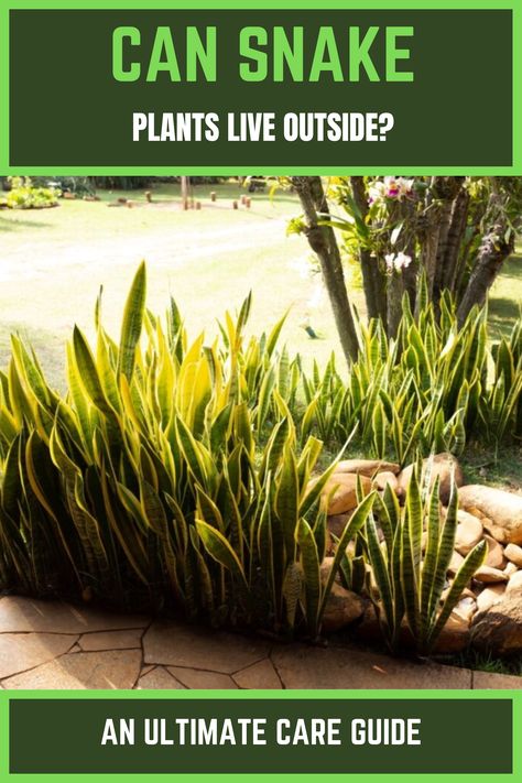 Can Snake Plants Live Outside? Door Snake, Snake Plant Care, Snake Plants, Plant Zones, Home Landscaping, Unique Plants, Edible Plants, Snake Plant, Outdoor Landscaping