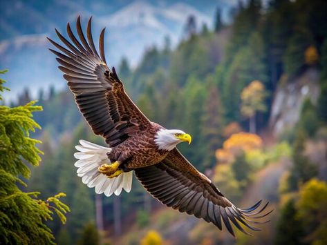 Photo a bald eagle flies through the air... | Premium Photo #Freepik #photo Flying Eagle Photography, Bald Eagle Photography, Bald Eagle Pictures, Bald Eagle Photo, Mercedes Wallpaper, Eagle Images, Eagle In Flight, Mountain Background, Eagle Pictures