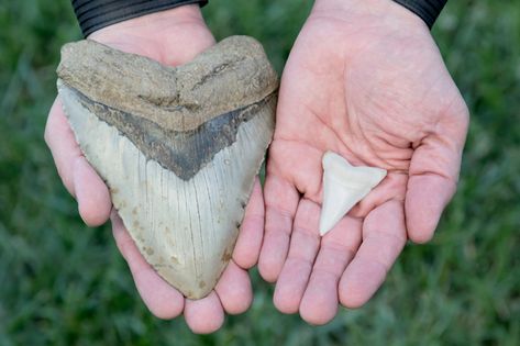 Cannibalism in the womb may have helped make megalodon sharks giants | Science News Largest Great White Shark, Dangerous Spiders, Great White Shark Teeth, Basking Shark, Species Of Sharks, Big Shark, Megalodon Shark, Fossil Hunting, Small Fry