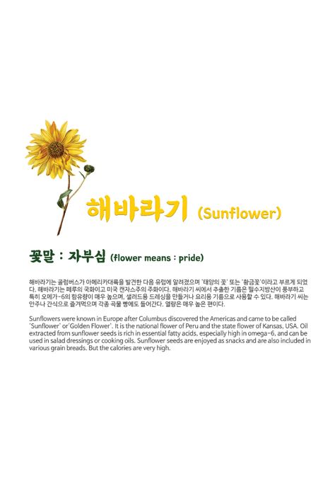 Sunflowers were known in Europe after Columbus discovered the Americas and came to be called'Sunflower' or 'Golden Flower'. flower means : pride Meaning Sunflower, Sunflower Meaning, Sunflower Quotes, Flower Language, Paint Flowers, Korean Alphabet, Flower Meanings, Anime Titles, Flower Diy