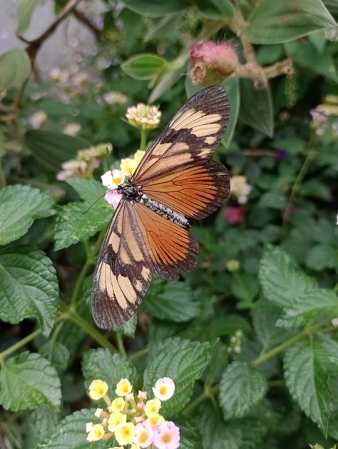 Real Life Butterfly Pictures, Real Butterfly Pictures, Real Butterflies, Butterfly Photos, Butterfly Pictures, Real Pictures, Profile Picture, Real Life, Butterflies