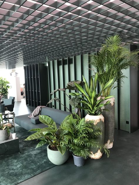 Plant Office Design, Plant Office Decor, Calathea Orbifolia, Aesthetic Plant, Indoor Plants Styling, Tattoo Plant, Aesthetic Plants, Plants Aesthetic, Vertical Garden Design