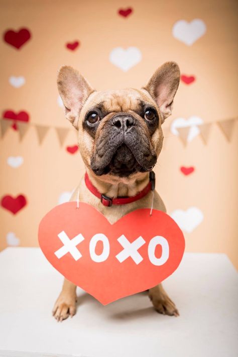 Valentines Dog Photoshoot, Dog Valentines Day Photoshoot, Valentine Dog Photo Shoot, Dog Photoshoot Valentines Day, Valentines Day Pet Photoshoot, Frenchie Photoshoot Ideas, Valentine’s Day Dog Photo Shoot, Pet Valentines Photography, Valentines Dog Pictures