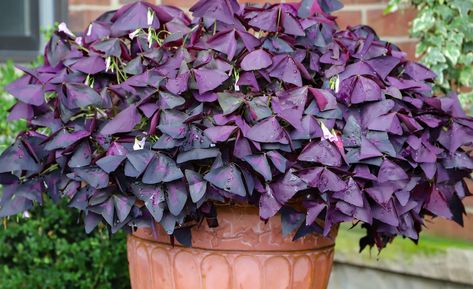 Shamrock Plant Care How To Grow, Oxalis Plant, Purple Shamrock Plant, Purple Oxalis, Purple Leaved Plants, Shamrock Plant Houseplant, Shamrock Plant, Purple Shamrock, Oxalis Triangularis