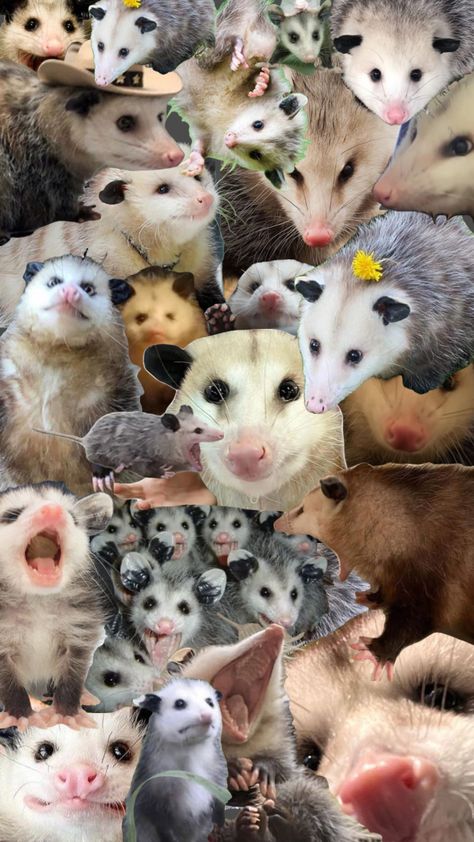 possum wallpaper #possum #possummemes #memes #chaotic Possum Wallpaper Iphone, Possum Wallpaper, Baby Possum, Fun Sleepover Games, Sleepover Games, Paper Animals, Cute Doodles Drawings, Silly Animals, Phone Wallpaper Images