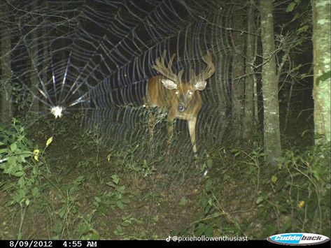 Trail Cam, Trail Cameras, Trail Camera, The Cardigans, Pretty Animals, November 8, Oh Deer, Zoology, Forest Animals