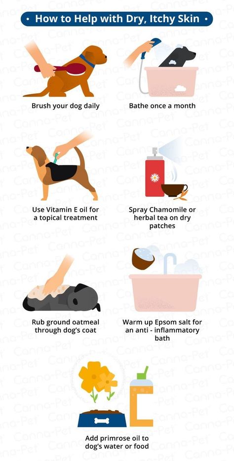 Dog Itchy Skin Remedy, Itchy Dog Skin, Itchy Skin Remedy, Dog Dry Skin, Dog Skin Allergies, Trained Dog, Itchy Dog, Dog Medicine, Dog Remedies