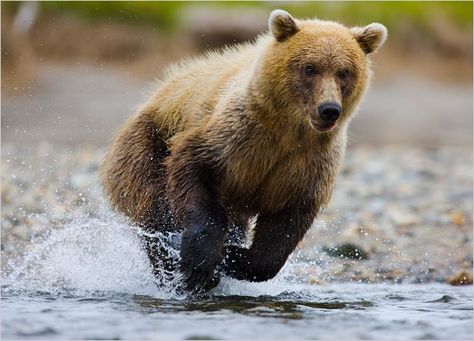 Bear Running, Mountain Pictures, Brown Bears, Teddy Bear Pictures, Dangerous Animals, Animal Anatomy, Funny Bears, Bear Pictures, Mountain Goat