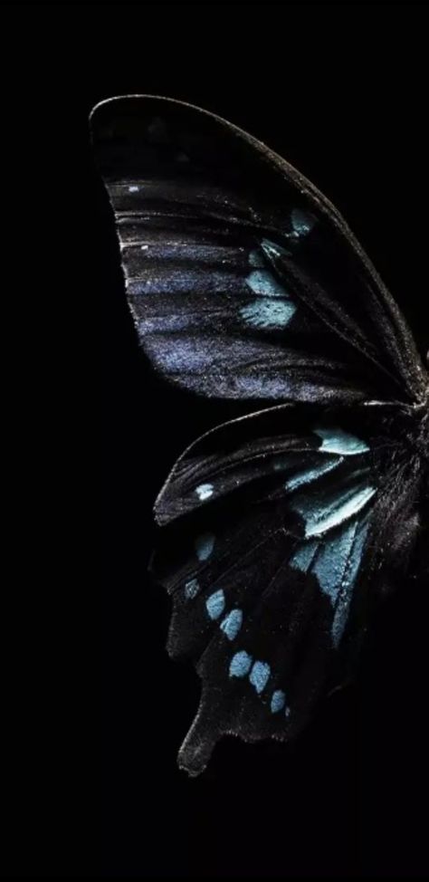 Dark Butterfly Background, Gothic Butterfly Wallpaper, Black Butterfly Wallpaper Aesthetic, Dark Butterfly Wallpaper Aesthetic, Butterfly Dark Aesthetic, Butterfly Core Aesthetic, Butterfly Wings Aesthetic, Black Butterfly Aesthetic, Butterfly Profile Picture