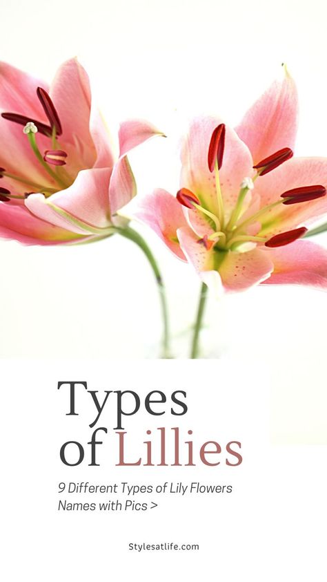 lily flowers
lillies
types of lillies Type Of Lily Flowers, Types Of Lily Flowers, Types Of Lillies, Lily Types, Lily Meaning, Different Types Of Lilies, Lilly Plants, Growing Lilies, Types Of Lilies