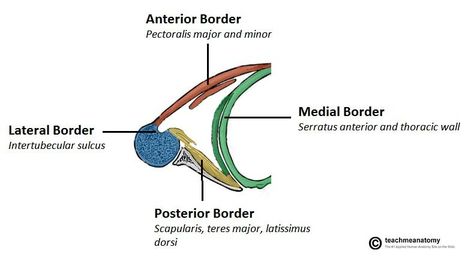 Boundaries of Axilla _ 02 Upper Limb Anatomy, Axillary Nerve, Nerve Anatomy, Latissimus Dorsi, Medical Medium, Med School, Anatomy And Physiology, Boundaries, Fig