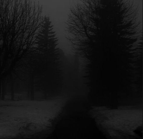 Dark Foggy Forest, Grey Hour, Dark Naturalism, Snow Forest, Foggy Forest, Night Scenery, Winter Scenery, Cute Wallpaper For Phone, The Fog