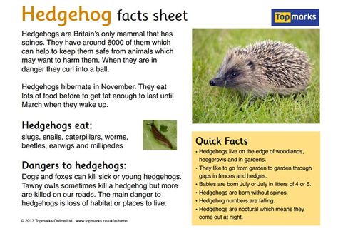 Hedgehog Fact Sheet Hedgehog Facts For Kids, Hedgehog Activities, Hedgehog Facts, Percy The Park Keeper, Hedgehog Care, Hedgehog Cage, Uk Autumn, Wildlife Facts, Animals In Winter