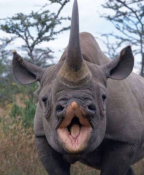 Rhino Pictures, African Rhino, Black Rhinoceros, Black Rhino, Animals Photography, Wild Animals Pictures, Animals Amazing, Incredible Creatures, Unusual Animals