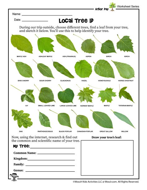 Tree Identification Worksheet Tree Identification Chart For Kids, Arbor Day Ideas, Arbor Day Activities For Kids, Arbor Day Activities, Arbor Day Crafts, Thursday Activities, Botany Activities, Elderly Games, Tree Identification Chart