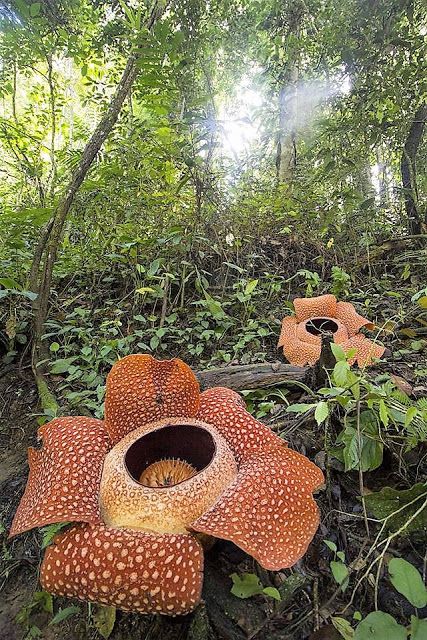 The world's largest plant (Rafflesia arnoldii) Corpse Flower, Endangered Plants, Jungle Flowers, Rainforest Plants, Alien Plants, Weird Plants, Plant Fungus, Unusual Flowers, Unusual Plants