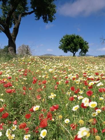 size: 24x18in Photographic Print: Spring Flowers, Majorca Poster by John Miller : John Miller, Design Garden, Majorca, Spring Flowers, Photographic Print, Garden Design, Flowers, Design, Art