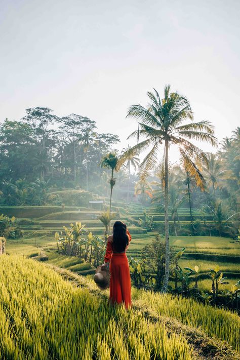 It is a must thing to do in Bali to visit at least one of the numerous rice paddies, and to make your decision a bit easier I’ve compiled a guide on which ones are the most beautiful rice fields in Bali. Bali Rice Terraces, Bali Astethic, Bali Photoshoot, Bali Photos, Bali Travel Photography, Bali Style Home, Bali Honeymoon, Infinity Pools, Bali Vacation