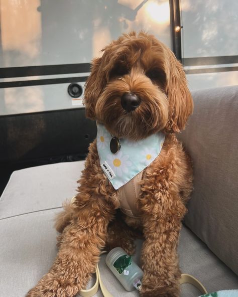 it’s exhausting being this cute 🥱 Bandana is from @shopwagandtail | woofitspoppy20 🐾 🐾 🐾 🐾 🐾 #dogsofinstagram #doodlesofinstagram #puppy #doodle #dog #puppylove #puppiesofinstagram #dogs #doodlesoftheworld #doodles #doodletales #doodlelove #doglife #dogstagram #dogoftheday #puppies #puppylife #doodlelife #labradoodle #austrailianlabradoodle #labradoodlepuppy #labradoodlenation #weeklyfluff #floof #weeklyfloof #floofer #doglovers #ilovemydog #fypシ Puppy Doodle, Cute Bandana, Labradoodle Puppy, Doodle Dog, Labradoodle, Dog Life, Dog Days, Puppy Love, Dog Lovers