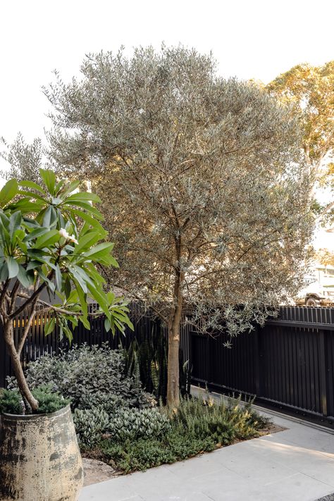 We love incorporating olive trees in our landscape designs. They are drought tolerant and low maintenance which make them easy to care for and maintain.  Do you love olive trees? Landscaping With Olive Trees, Olive Tree Landscape Front Yards, Olive Tree Landscaping, Olive Tree Front Yard, Front House Landscaping Low Maintenance, Olive Tree Garden, Olive Trees Landscape, Olive Trees Garden, Backyard Transformation