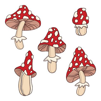 Poison Mushroom Drawing, Red Mushroom Drawing, Red Mushroom Tattoo, Cartoon Mushrooms, Mushroom Cartoon, Red Mushrooms, Pumpkin Tattoo, Cartoon Mushroom, Mushroom Wallpaper