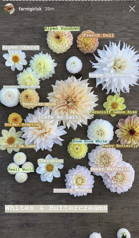 Summer Wedding Flowers August, Dahlia Flower Colors, Pink Garden Ideas, Dahlia Garden Ideas, Jamie Taylor, Dahlia Flower Garden, Dahlia Varieties, Flower Combinations, Flower Chart