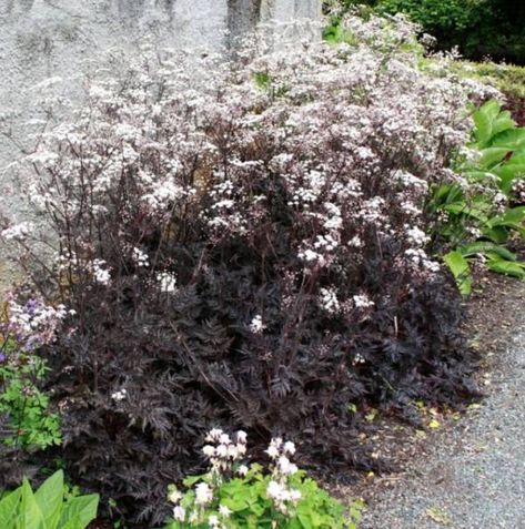 Anthriscus-sylvestris-'Ravenswing' Anthriscus Sylvestris, Goth Garden, Gothic Garden, Cow Parsley, Plant Images, Italian Garden, Sun Plants, Herbaceous Perennials, Hardy Perennials