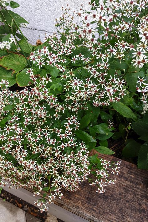 White Wood Aster, Wood Aster, Fall Maintenance, Planting Combinations, Native Gardens, Planting Design, Shade Perennials, Garden Plans, Moon Garden