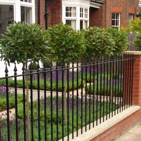 Lavender and Bay Trees in Modern Country Front Garden Black Iron Fence, Victorian Front Garden, Small Front Gardens, Best Front Doors, Front Door Paint Colors, Front Gardens, Small Front Yard Landscaping, Small Front Yard, Front Garden Design