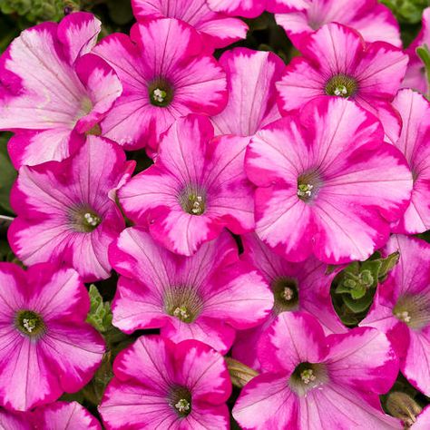 Petunia Flowers, Growing Raspberries, Petunia Plant, Hgtv Garden, Container Gardening Flowers, Proven Winners, Annual Flowers, Fall Plants, Plant Sale