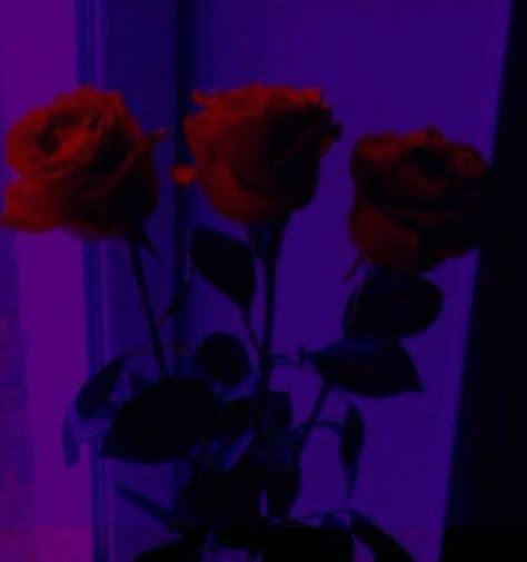 Red Purple And Black Aesthetic, Purple Black Red Aesthetic, Dark Purple Red Aesthetic, Dark Purple And Pink Aesthetic, Dark Purple And Red Aesthetic, Red And Purple Aesthetic Wallpaper, Red And Violet Aesthetic, Red Violet Aesthetic, Dark Magenta Aesthetic