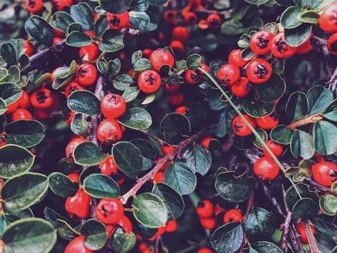 Have you ever heard of dried Hawthorn berries? They look a lot like raisins that are commonly used in various recipes. You can actually use dried Hawthorn berries for a variety of things. Which makes you can’t help but wonder: “What are they?”, ”What are their uses?”, and how would one use dried Hawthorn Hawthorn Berries, Fruit Muffins, Make Your Own Wine, Anti Oxidant Foods, Hawthorn Berry, Fruit List, Berry Tea, Berries Recipes, Apple Fruit