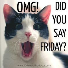 Gotta love the funny cat quotes! We all made it through the week and some people are just starting their Friday's (like me) I hope everyone has a happy day! Friday Cat, Friday Memes, Friday Greetings, Friday Funnies, Friday Meme, Friday Images, Funny Friday Memes, Friday Quotes Funny, Good Morning Friday