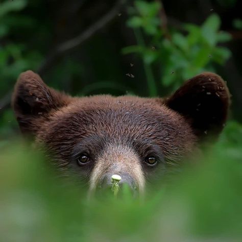 SAFARI on Instagram: “Cinnamon bears (Ursus americanus cinnamomum) are a sub-species of black bears. They are distinguished from other black bear species by…” Cinnamon Bear, Black Bear Decor, Bear Species, Cinnamon Bears, Bbc Earth, Canadian Wildlife, Black Bears, Bear Decor, Love Bear