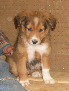 Puppy Shot Schedule, English Shepherd Puppy, Litter Of Puppies, English Shepherd, Farm Dogs, Dogs Stuff, Best Buddies, Herding Dogs, Shepherd Puppy